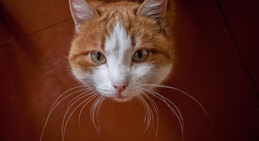 Фото Гостиницы Хостел Маверик Иркутск 12